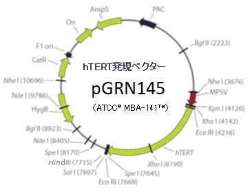 hTERT発現ベクターpGRN145